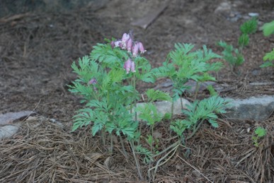 Spring flowers in yard