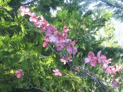 Dogwood in bloom