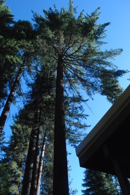 Tall Tree from below